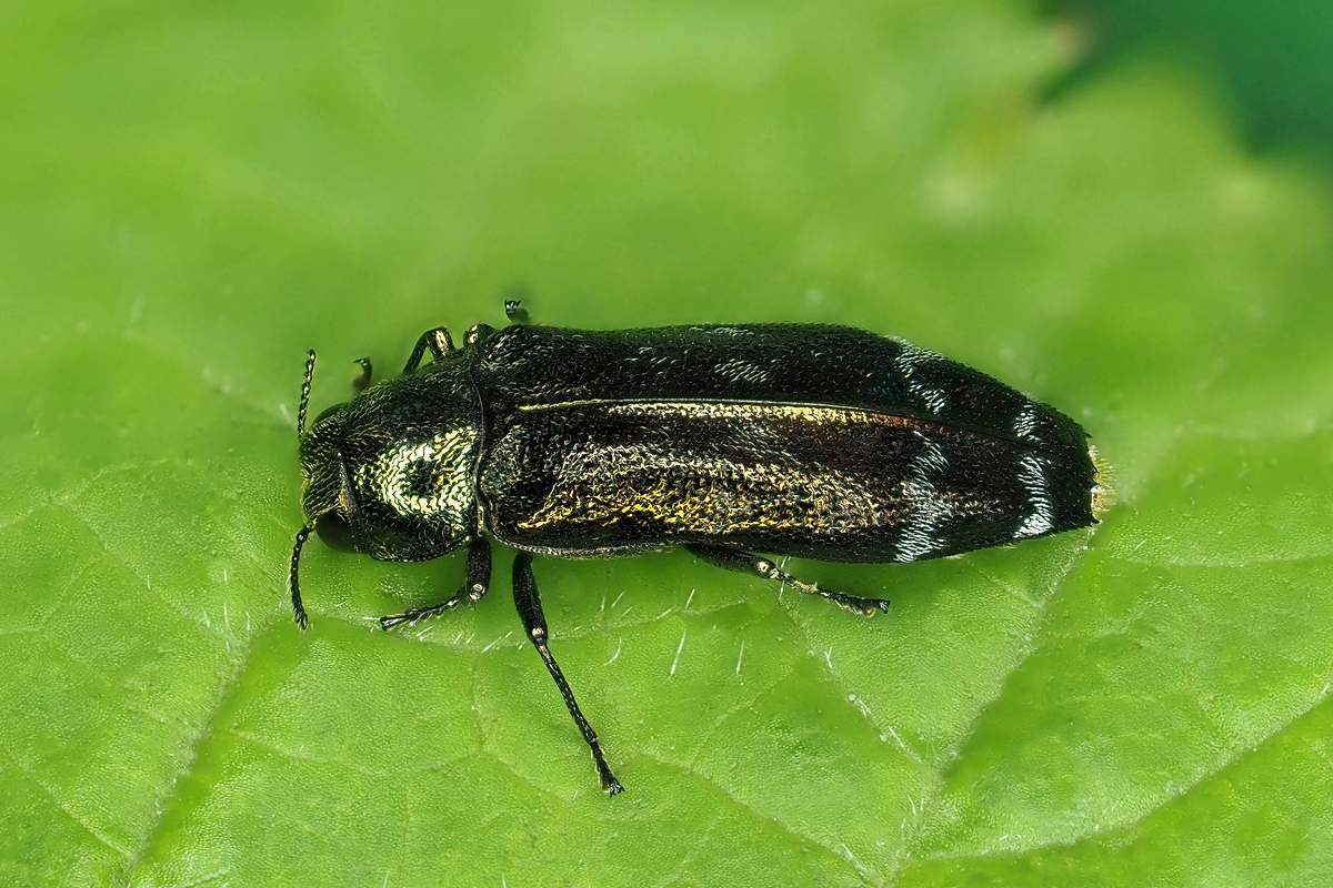 シロオビナカボソタマムシ - 虫撮り人