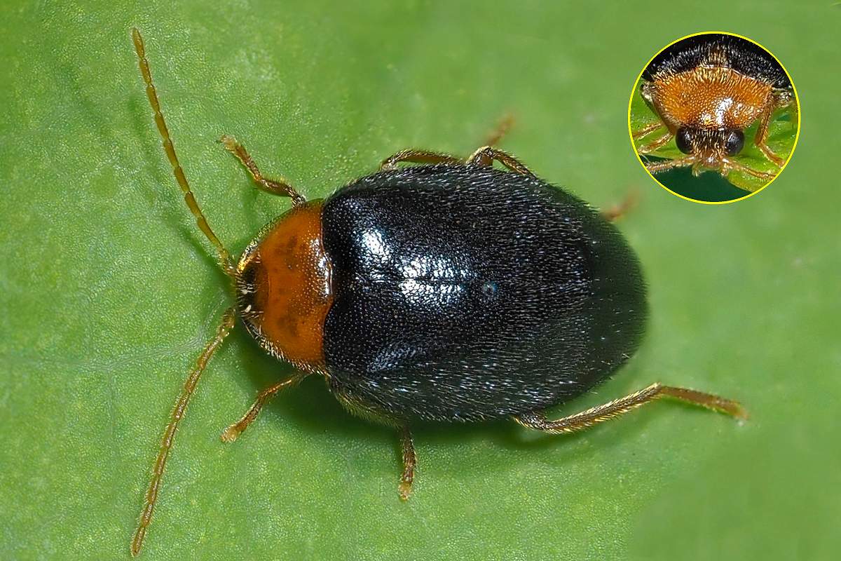 コキムネマルハナノミ - 虫撮り人