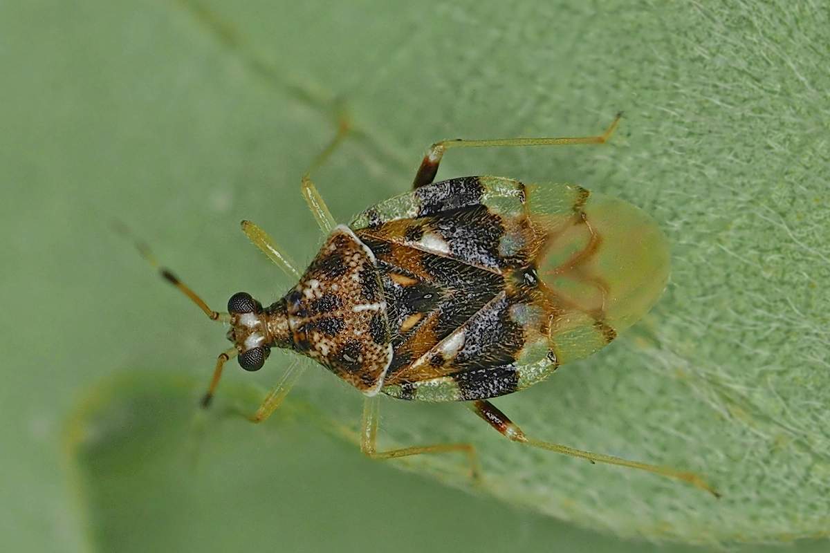 グンバイカスミカメ